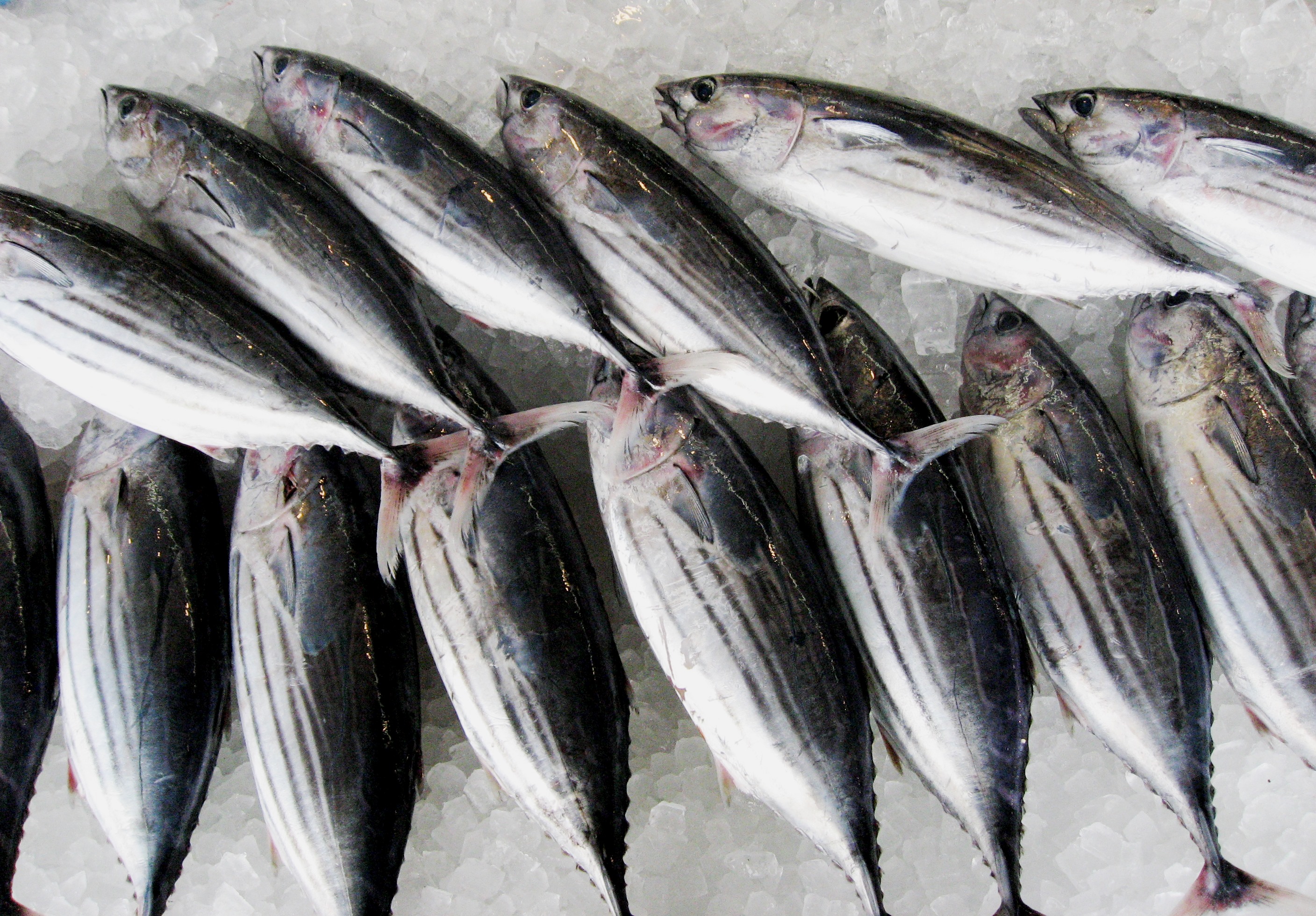 カツオ】大漁！！ ～ トピックス | 大洗海鮮市場